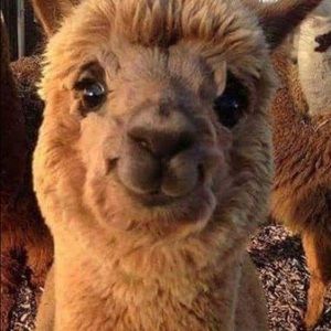 Meet your Posher, Sheila